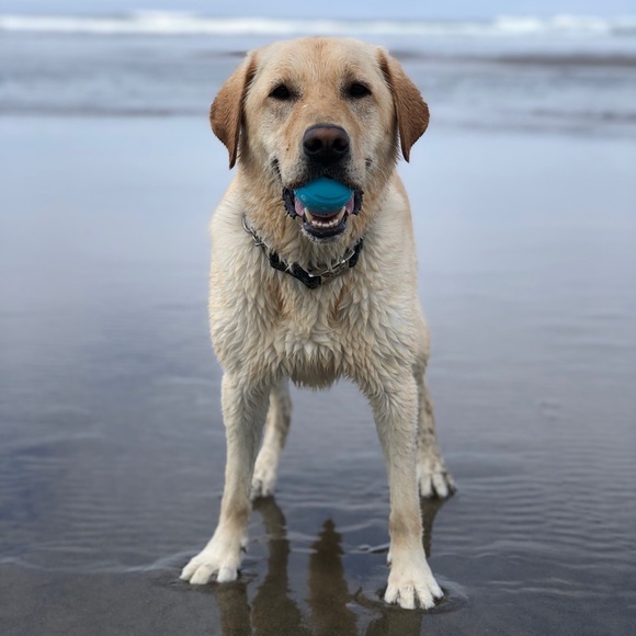 Meet your Posher, Kerry rae - Picture 1 of 1